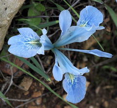 Iris vartanii