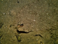 Pseudorhombus jenynsii