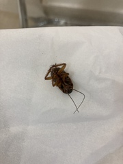 Periplaneta americana