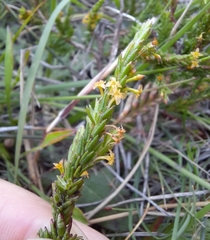 Struthiola parviflora