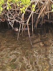 Lontra canadensis