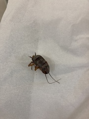 Periplaneta americana