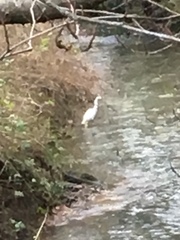 Egretta garzetta