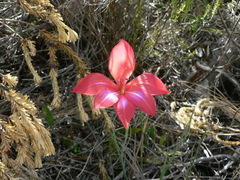 Gladiolus stefaniae