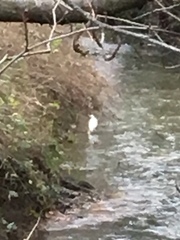 Egretta garzetta