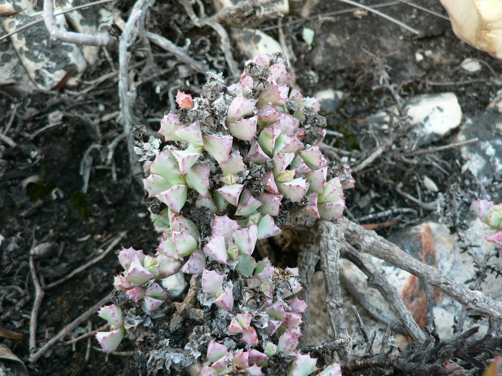 Mesembryanthemum muricatum Haw.