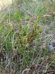 Struthiola parviflora
