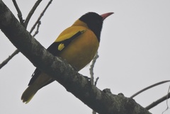 Oriolus xanthornus