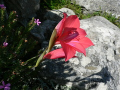 Gladiolus carmineus
