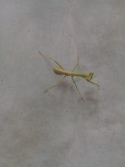 Stagmatoptera femoralis