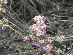 Erica vernicosa