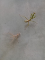 Stagmatoptera femoralis