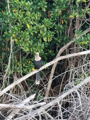 Anhinga anhinga