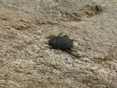 Psorodes tuberculata