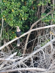 Anhinga anhinga