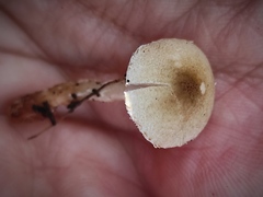 Lepiota subgracilis