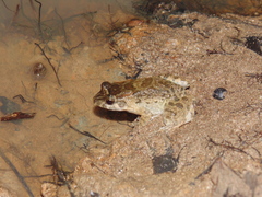 Leptodactylus leptodactyloides