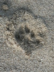 Caracal caracal caracal