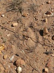 Alcelaphus buselaphus caama