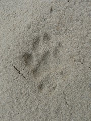 Panthera pardus pardus