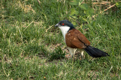 Centropus senegalensis flecki