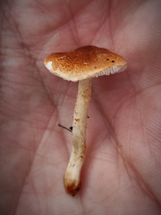 Lepiota castanea