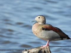 Callonetta leucophrys