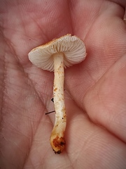 Lepiota castanea