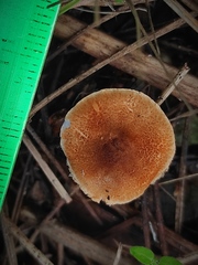 Lepiota castanea