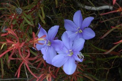 Aristea oligocephala