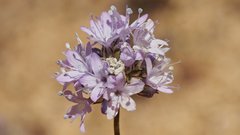 Gilia capitata abrotanifolia