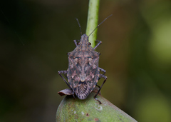 Eupaleopada concinna