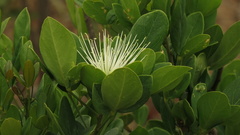 Thilachium africanum