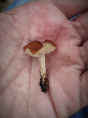 Clitocybe diatreta
