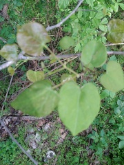 Cercis canadensis canadensis