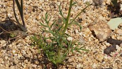 Gilia capitata abrotanifolia