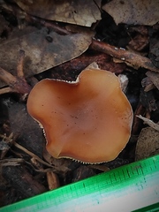 Clitocybe diatreta