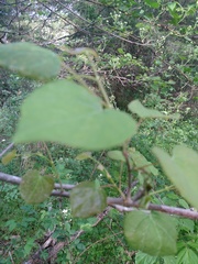 Cercis canadensis canadensis