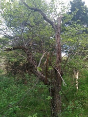 Cercis canadensis canadensis