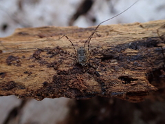 Metadasylobus fuscoannulatus