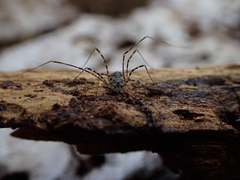 Metadasylobus fuscoannulatus