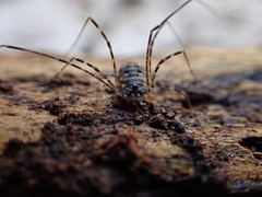 Metadasylobus fuscoannulatus