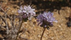 Gilia capitata abrotanifolia
