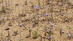 Gilia capitata abrotanifolia