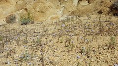 Gilia capitata abrotanifolia