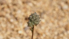 Gilia capitata abrotanifolia