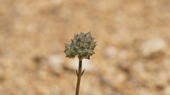 Gilia capitata abrotanifolia