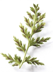 Asplenium adiantum-nigrum solidum