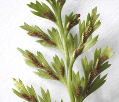 Asplenium adiantum-nigrum solidum