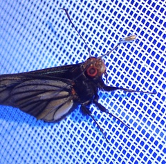 Pteroteinon laufella